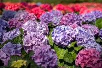 Šiuos darbus būtina atlikti dabar: padarykite tai dabar ir pavasarį hortenzijos pražys kaip niekada