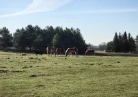 img476913