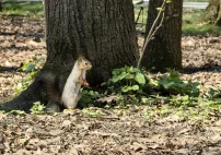 img476981